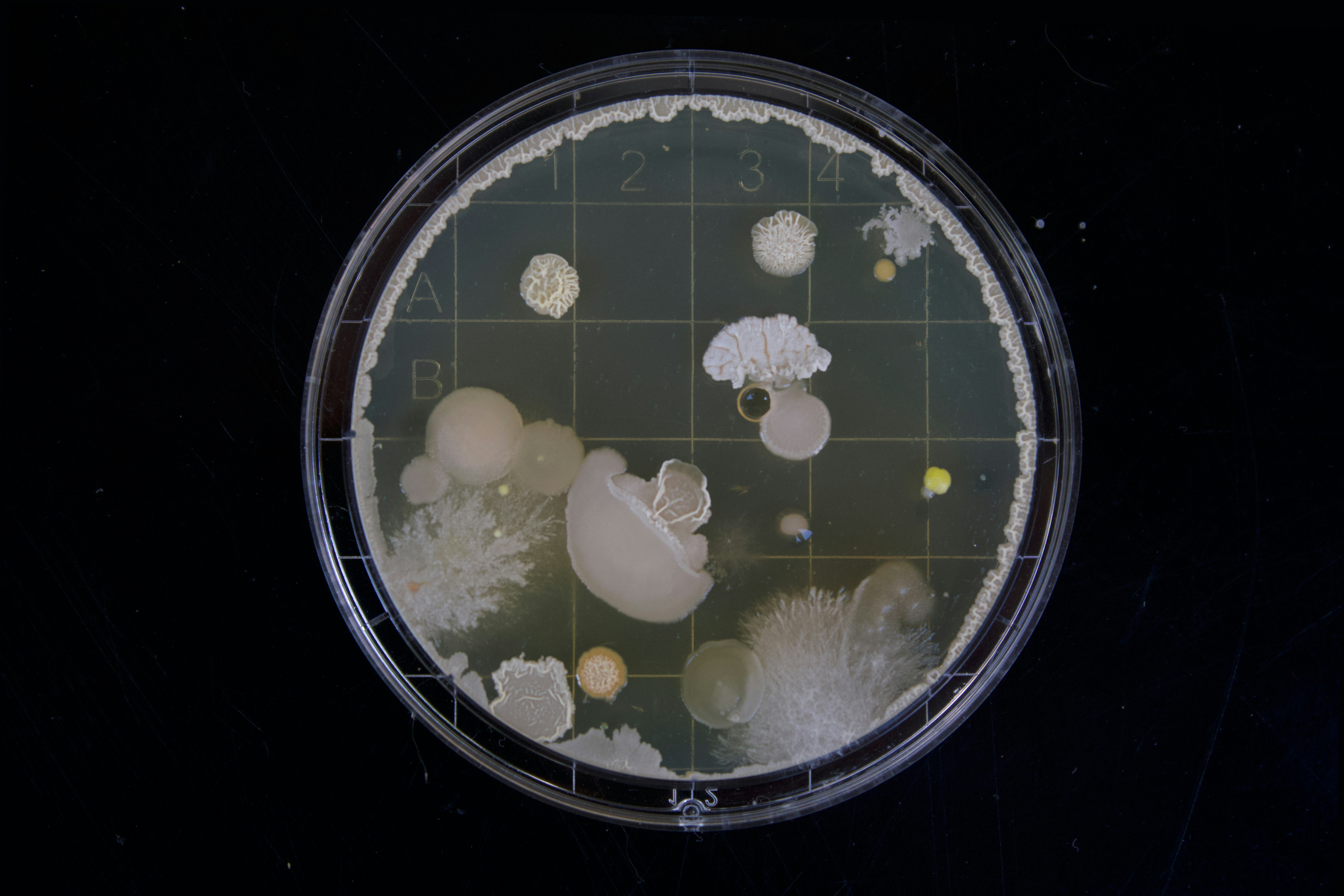 AMR Research Group