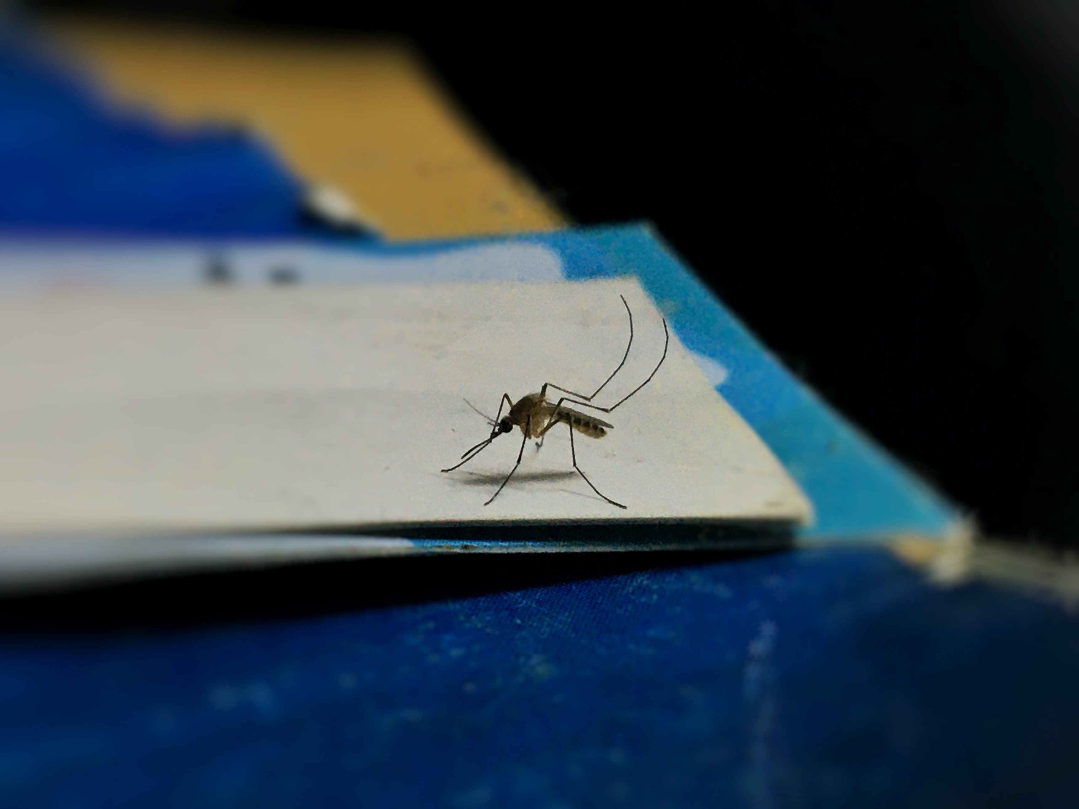 mosquito image